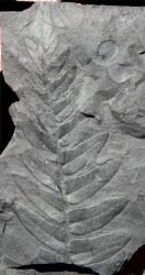 Neuropteris tenuifolia